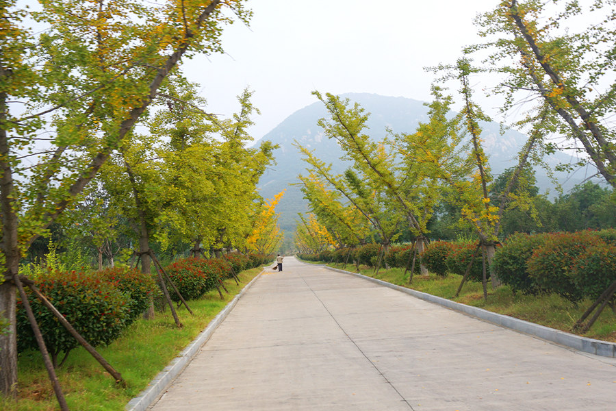 陵园道路风景