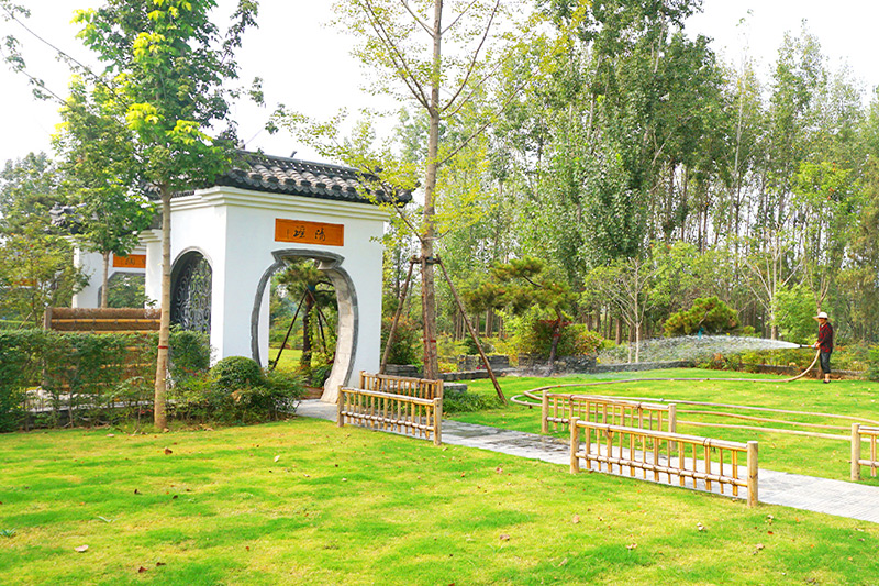草坪绿化