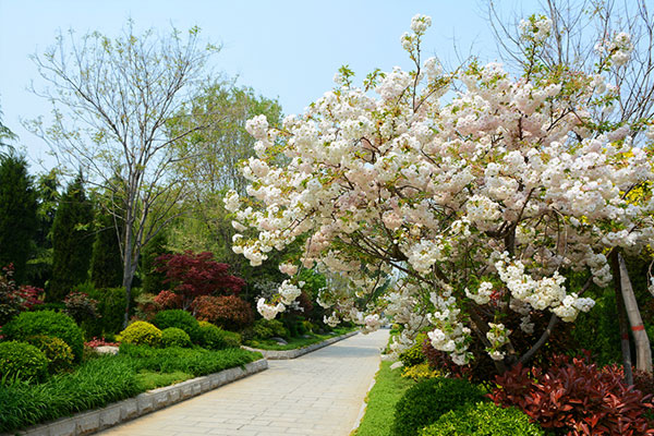 四季花开