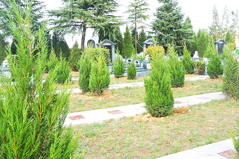 墓区绿化 墓区绿化
