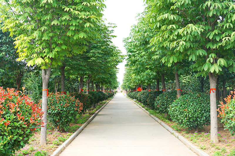 园区绿化 园区绿化