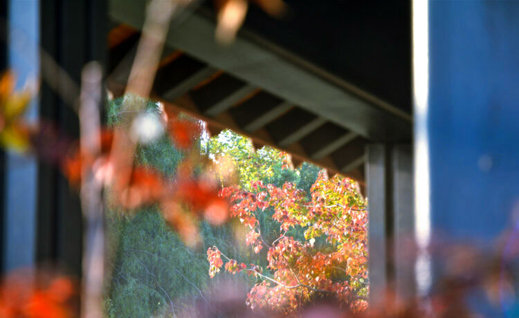 河南福寿园秋景三