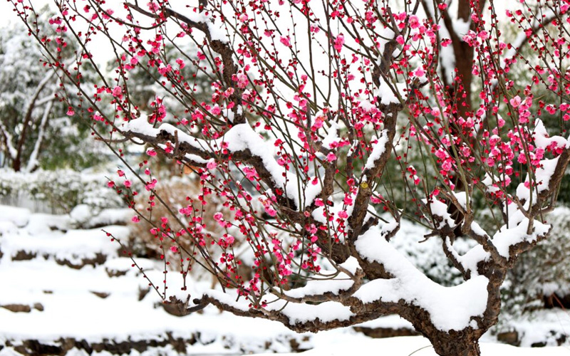 河南福寿园雪景-冬梅